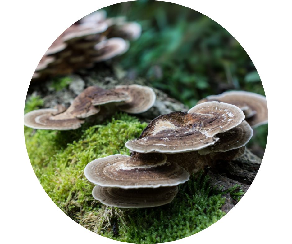 coriolus houba